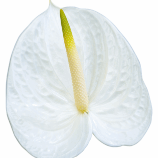 Anthurium - Angel