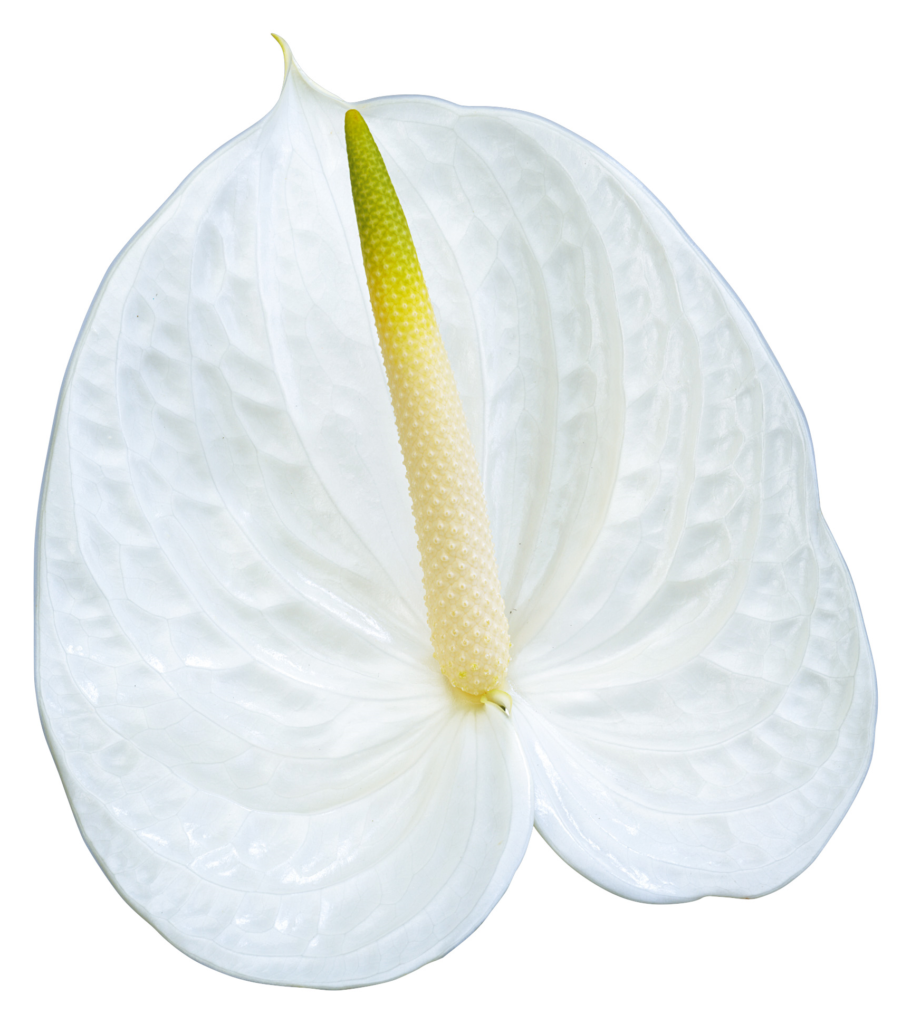 Anthurium - Angel - Ferdousi