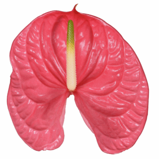 Anthurium - Caribo