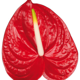 Anthurium - Carisma