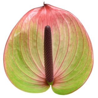 Anthurium - Fortezza