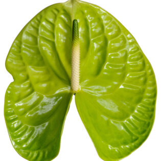 Anthurium - Grand Slam