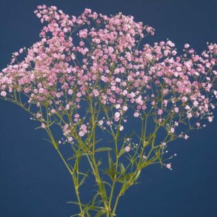 Gypsophila - My Pink