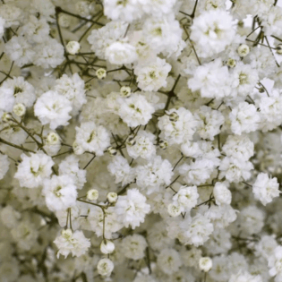 Gypsophila - Xlence