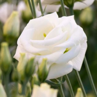 Eustoma - Rosita I-White