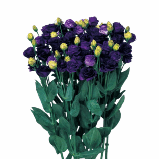 Eustoma - Doublini-Blue