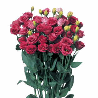 Eustoma - Doublini-Rose