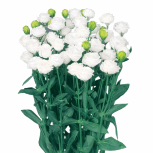 Eustoma - Doublini-White