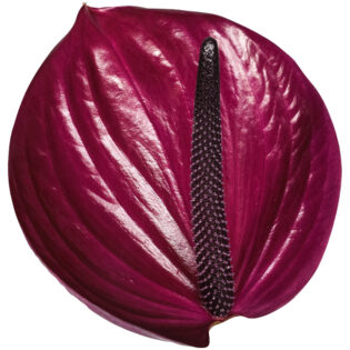 Anthurium Baby - Maravilla