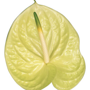 Anthurium Baby - Marysia