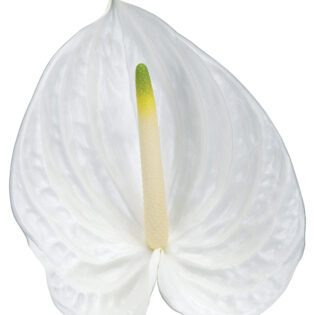 Anthurium Baby - Presence