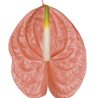 Anthurium Baby - Sante Royal