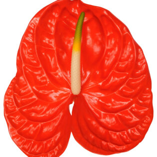 Anthurium Baby - Sun Eye