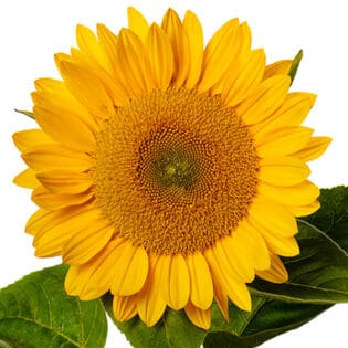 Helianthus - Gold