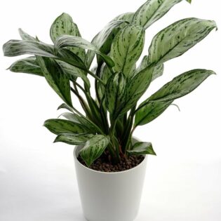 Aglaonema "Silver Bay"