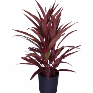 Cordyline Fruticosa