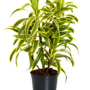 Dracaena Reflexa