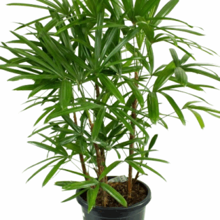 Raphis Palm