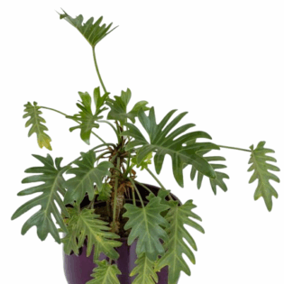 Thaumatophyllum "Selloum"