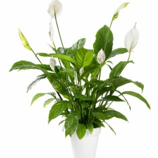 Spathiphyllum Wallisii