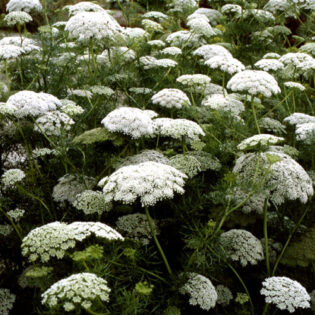 Ammi Visnaga White