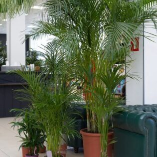 Chamaedorea Elegans (Parlor Palm)