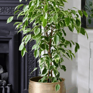 Ficus Benjamina "Golden King"