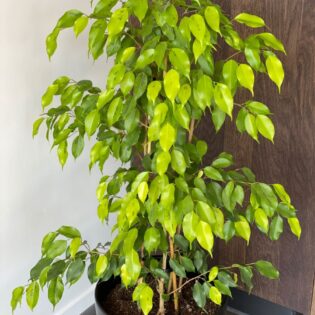 Ficus Benjamina "Reginald"