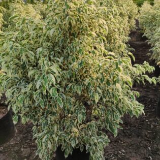 Ficus Benjamina "Starlight"