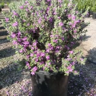 Texas barometer bush (Leucophyllum Frutescens)