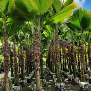 Pritchardia Pacifica Palm (Fiji Fan Palm)