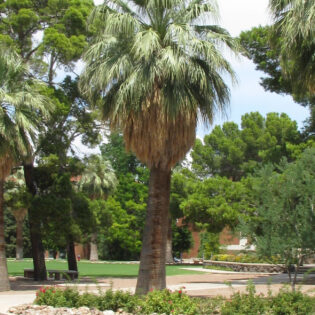 Washingtonia Filifera Palm (California Fan Palm)