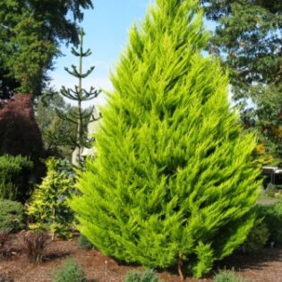 Lemon Cypress (Cupressus macrocarpa ‘Goldcrest’)