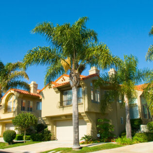 Queen Palm or Cocos palm