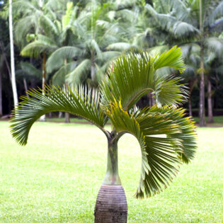Bottle Palm