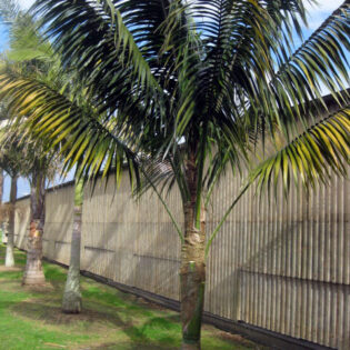 Kentia Palm or Howea Forsteriana