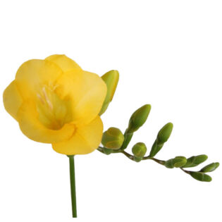 Freesia-Gold Revier